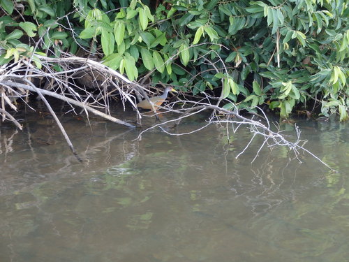 Lago Sandavol (Reserva Nacional Tambopata), Amazon, Peru.